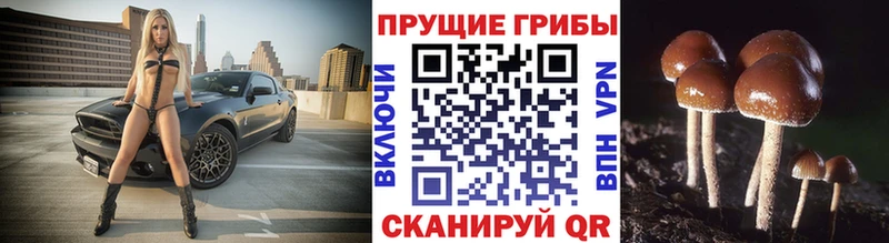 Псилоцибиновые грибы Psilocybine cubensis Вязьма
